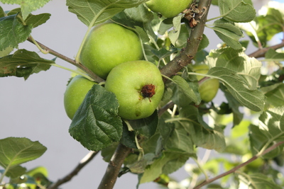 Apfelwickler: Befallener Apfel